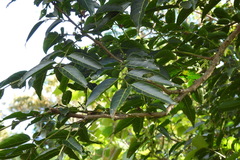 Glochidion lanceolatum