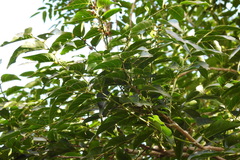 Glochidion lanceolatum