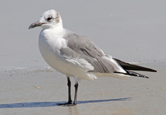 Leucophaeus atricilla