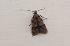 Symmoca signatella
