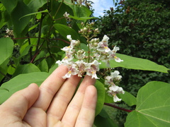 Catalpa × erubescens
