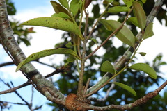 Lorantheae