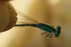 Paracercion hieroglyphicum