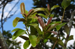 Lorantheae