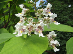 Catalpa × erubescens