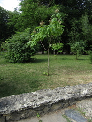 Catalpa × erubescens
