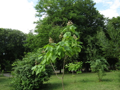 Catalpa × erubescens