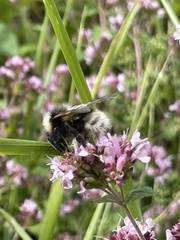Bombus campestris