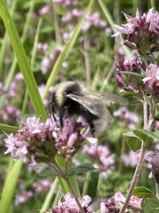 Bombus campestris