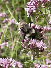 Bombus campestris