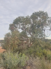 Eucalyptus eudesmioides