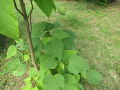 Catalpa × erubescens