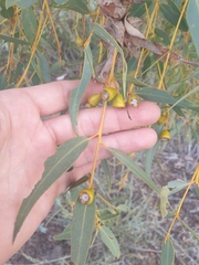 Eucalyptus eudesmioides