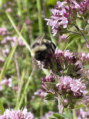 Bombus campestris