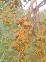Eucalyptus eudesmioides