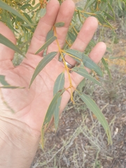 Eucalyptus eudesmioides