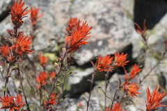 Castilleja pruinosa