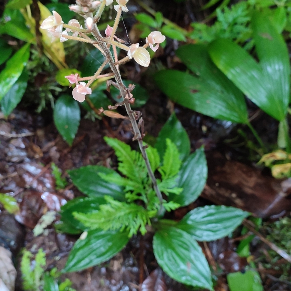 Ponthieva petiolata