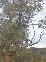 Eucalyptus eudesmioides