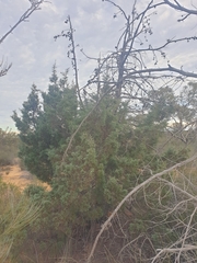 Callitris columellaris