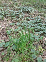 Dactylis glomerata lobata