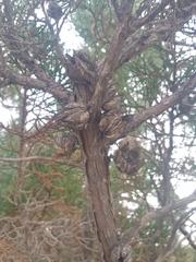 Callitris columellaris