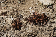 Kopsiopsis strobilacea