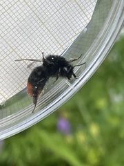 Bombus rupestris