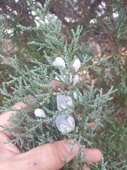 Callitris columellaris