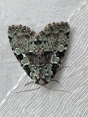 Leuconycta lepidula