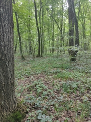 Dactylis glomerata lobata