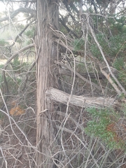 Callitris columellaris