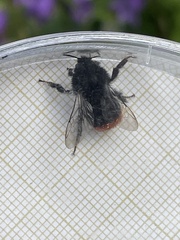 Bombus rupestris