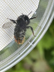 Bombus rupestris