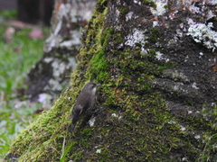 Cormobates leucophaea minor