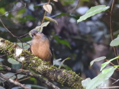 Colluricincla boweri