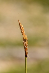 Carex rupestris