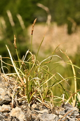 Carex rupestris