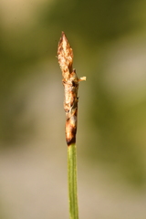 Carex rupestris