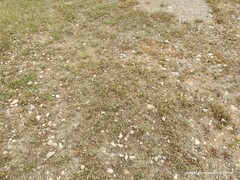 Anacyclus valentinus