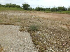 Anacyclus valentinus