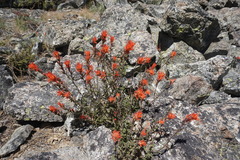 Castilleja pruinosa