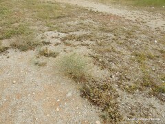 Anacyclus valentinus