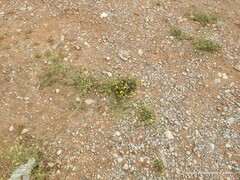 Anacyclus valentinus