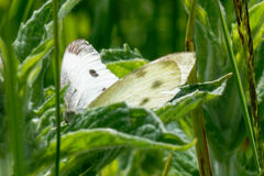 Pieris balcana