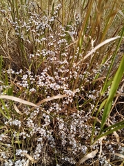 Goniolimon tataricum