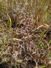 Goniolimon tataricum