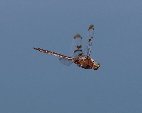 Prince Baskettail photo 5