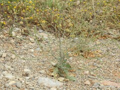 Anacyclus valentinus