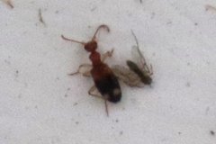 Stricticomus tobias